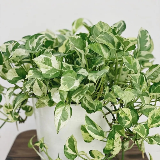 To care for your Pearls and Jade Pothos, regulate water application to keep the soil moist but not soggy.