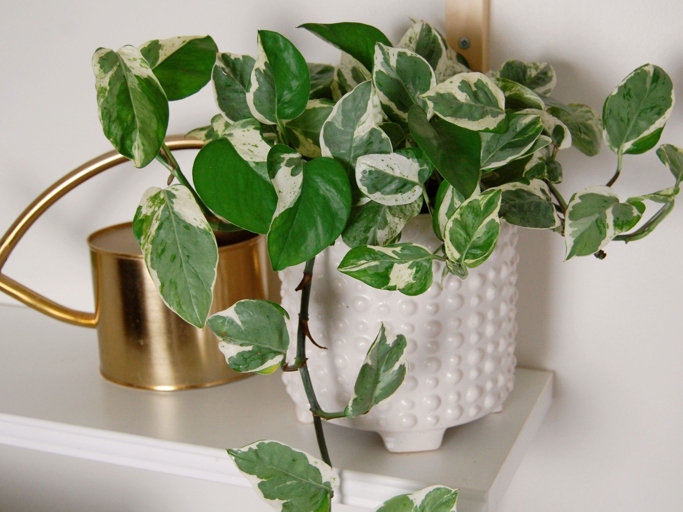 To care for your Pearls and Jade Pothos, water them regularly and place them in a bright spot out of direct sunlight.