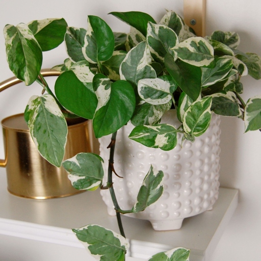 To care for your Pearls and Jade Pothos, you will need to provide them with well-draining soil.