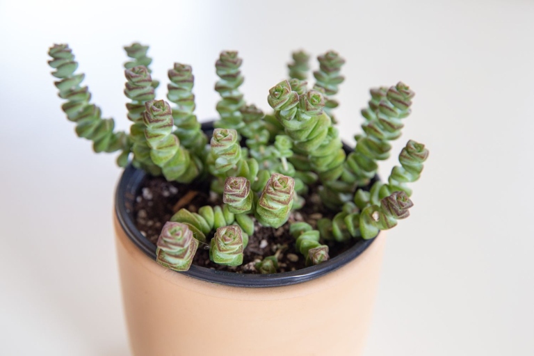 To care for your String of Buttons after propagation, water it when the soil is dry and give it a bright, indirect light.