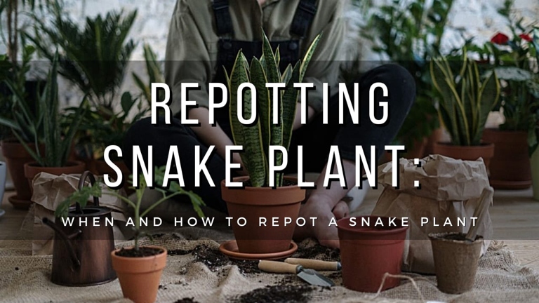 To check the root system of your snake plant, gently remove the plant from its pot and examine the roots. If the roots are tightly packed and circling the pot, your plant is root bound.