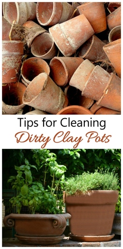 To clean clay pots that have a white powdery substance on them, simply scrub the pots with a stiff brush and soapy water.