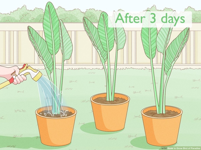 To complete the process of repotting your bird of paradise, add the plant to the new container.