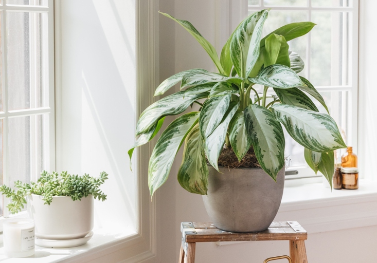 To complete the process, place the money plant in a location that receives indirect sunlight and keep the water level consistent.