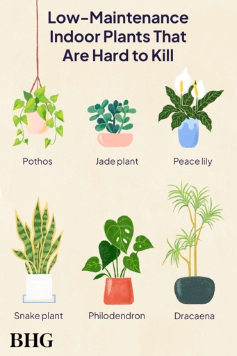 To conclude, money plants are easy to grow in water and make for beautiful, low-maintenance houseplants.