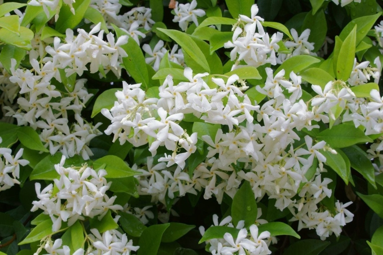 To encourage branching of star jasmine, prune it back by one-third in late winter.