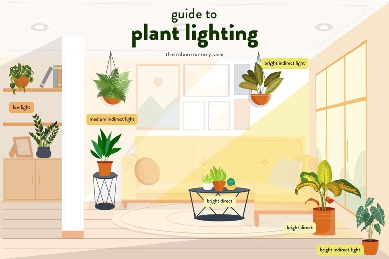 To ensure optimum light for your spider plant, place it in an area that receives bright, indirect light.