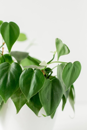 To ensure optimum temperature and humidity for your philodendron, keep it in a room that is between 60 and 75 degrees Fahrenheit with a humidity level of 50 to 60 percent.