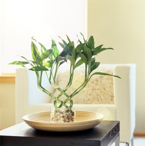 To ensure that your lucky bamboo grows properly, you must control the humidity and temperature of its environment.