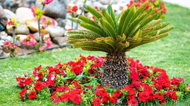 To ensure that your palm tree blooms flowers, it is important to give the tree proper nutrition and fertilizer.