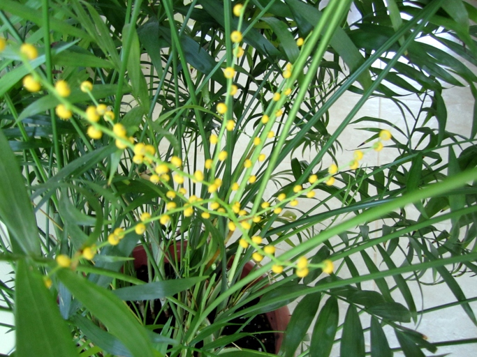 To ensure that your palm tree blooms flowers, make sure that it gets enough light.