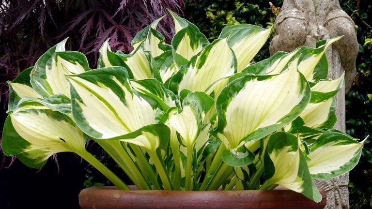 To ensure your hosta in a pot thrives, water regularly and fertilize monthly.