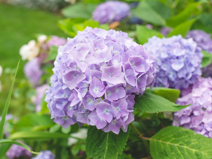 To ensure your hydrangea stays healthy, be sure to water it regularly and fertilize it according to the care requirements.