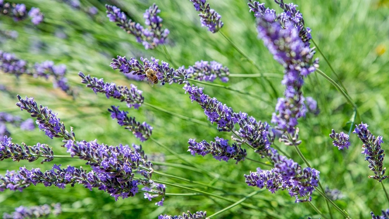 To ensure your lavender plants have a strong growth rate, provide them with well-drained soil and full sun exposure.