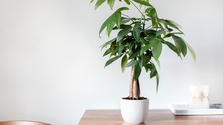 To ensure your money plant grows properly, be sure to provide it with the right amount of sunlight.