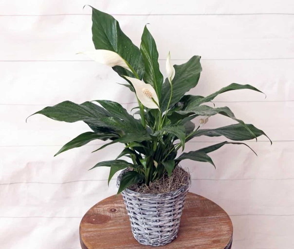 To ensure your peace lily is getting the nutrients it needs, leach the soil every month.