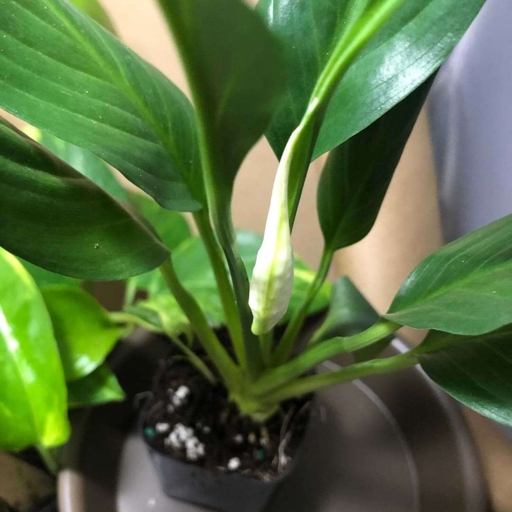 To ensure your peace lily is getting the nutrients it needs, make your own soil or use a store-bought potting mix that is high in organic matter.