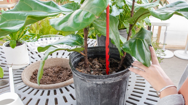 To ensure your plant stays healthy, be sure to thoroughly drain the water after each watering.