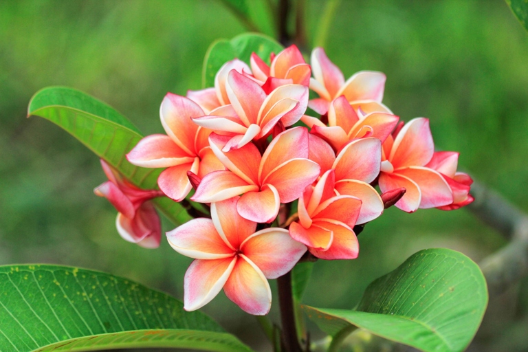 To ensure your plumeria gets the right amount of water, position it in an area of your yard that gets at least six hours of direct sunlight per day.