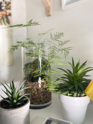 To ensure your Plumosa fern thrives, set it in a room with bright, indirect light and high humidity.