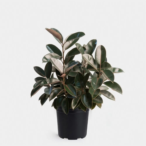 To ensure your rubber plant is getting the right amount of water, measure the weight of the pot before and after watering.