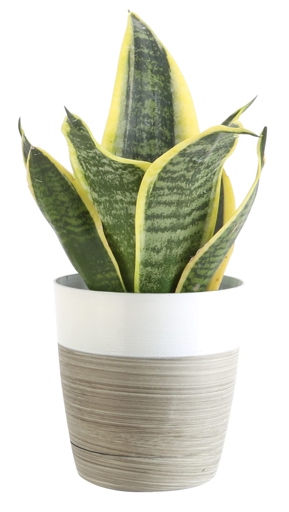 To ensure your snake plant has enough room to grow, make sure the container you choose is at least 18 inches wide and deep.