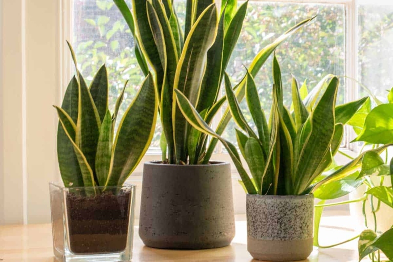 To ensure your snake plant is getting the nutrients it needs to grow new shoots, feed it every four to six weeks during spring and summer.