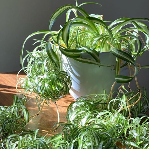 To ensure your spider plant is getting the nutrients and water it needs, use a potting mix that is light and well-draining.