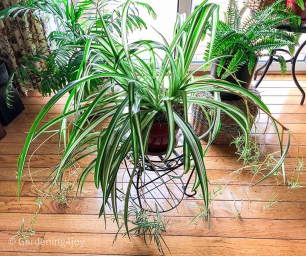 To ensure your spider plant stays healthy, it is important to prepare the new pot before transplanting.