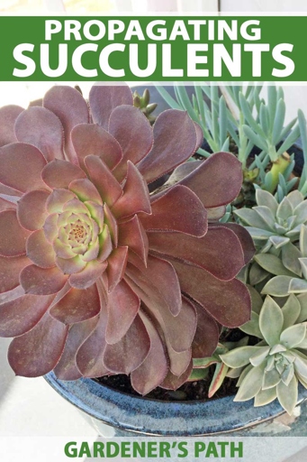To ensure your succulent continues to thrive, it's important to propagate, or grow, new succulents from existing ones.