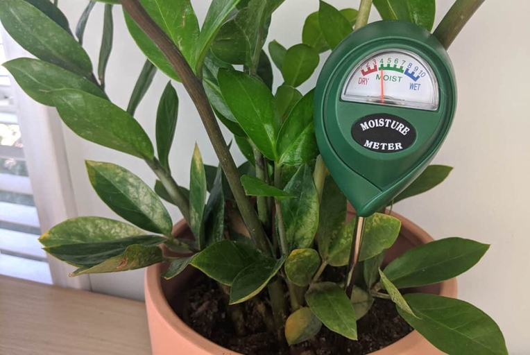To ensure your ZZ plant is getting the right amount of water, use a moisture meter.
