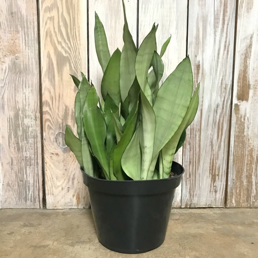 To fertilize your moonshine snake plant, use a balanced liquid fertilizer once a month during the growing season.