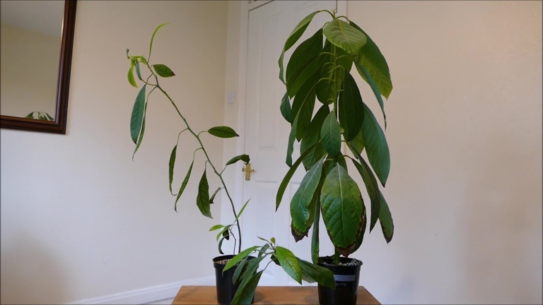 To fix a leggy avocado tree, you may need to repot it using the right soil.