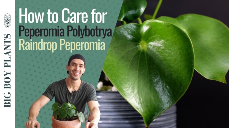 To fix the problem, switch to using distilled or filtered water. If you're noticing brown spots on your peperomia, it's likely due to using tap water.