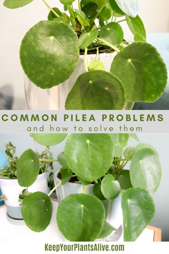 To fix this, allow the soil to dry out completely between watering and be sure to drainage holes in the pot. If your Pilea is yellowing, it is likely due to overwatering.