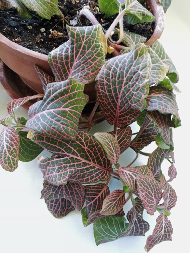 To fix this issue, flush the soil with plenty of water to remove any excess fertilizer. If your peperomia leaves are turning black, it is likely due to over-fertilizing.