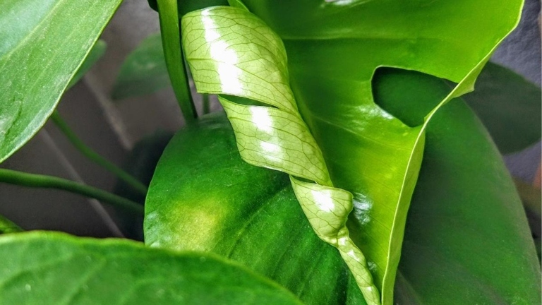 To fix this issue, flush the soil with water to remove the excess fertilizer. If your Monstera leaves are curling, it is likely due to overfertilizing.