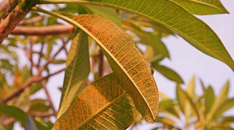 To fix yellow spots on plumeria leaves, remove the affected leaves and apply a fungicide to the remaining leaves.