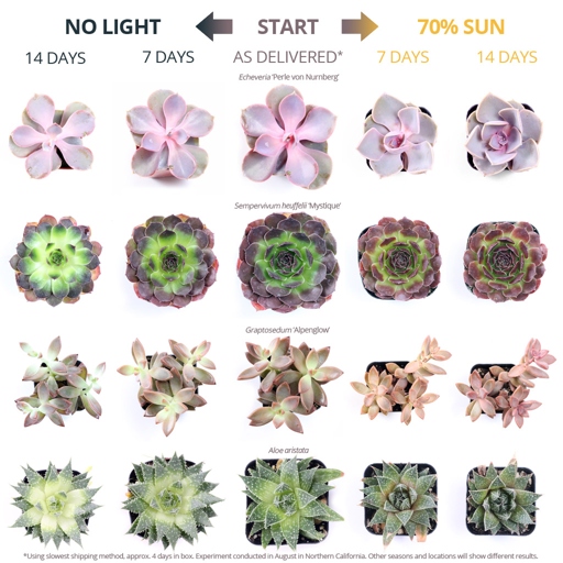To get a better understanding of the color change in succulents, do a photo search to find examples of each species.