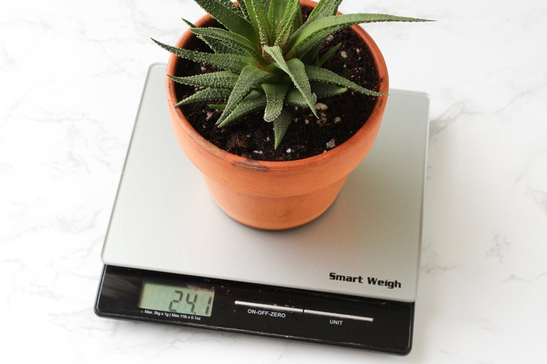 To get an accurate idea of how much water your spider plant needs, it's important to measure the weight of the pot.