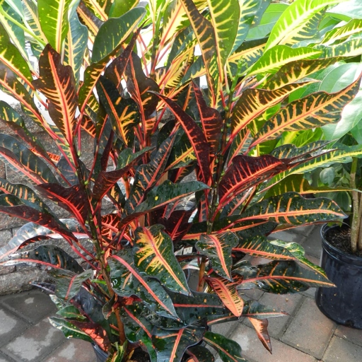 To get an accurate reading of how much water your croton needs, you'll need to measure the weight of the pot.