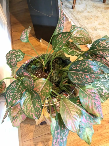 To get an accurate reading of how much water your polka dot plant needs, use a moisture meter.