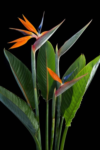 To get bird of paradise to bloom, use nutrient-rich loamy soil.