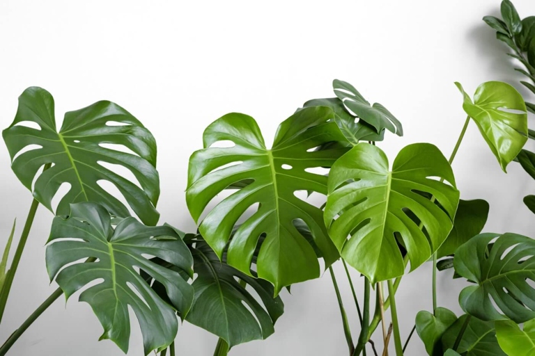 To get rid of bugs on monstera, syringe the plants with a mixture of water and dish soap.