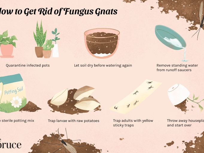 To get rid of fungus gnats, water your plants with a mixture of one part vinegar to four parts water.