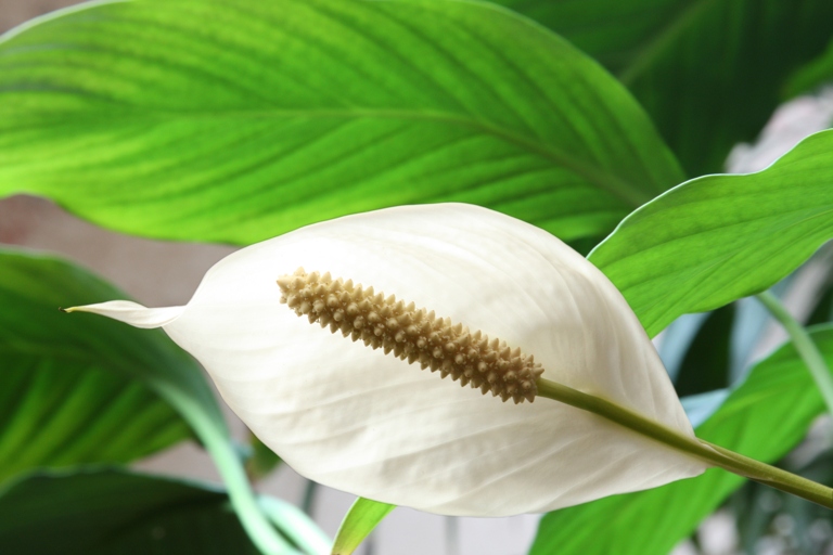 To get rid of peace lily bugs, use a product that contains pyrethrin.