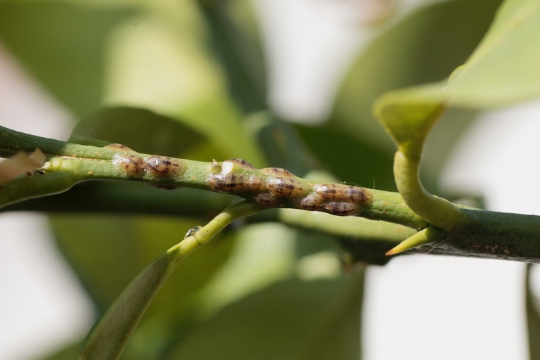 To get rid of scale insects, wipe them off with a damp cloth or use a cotton swab dipped in rubbing alcohol.