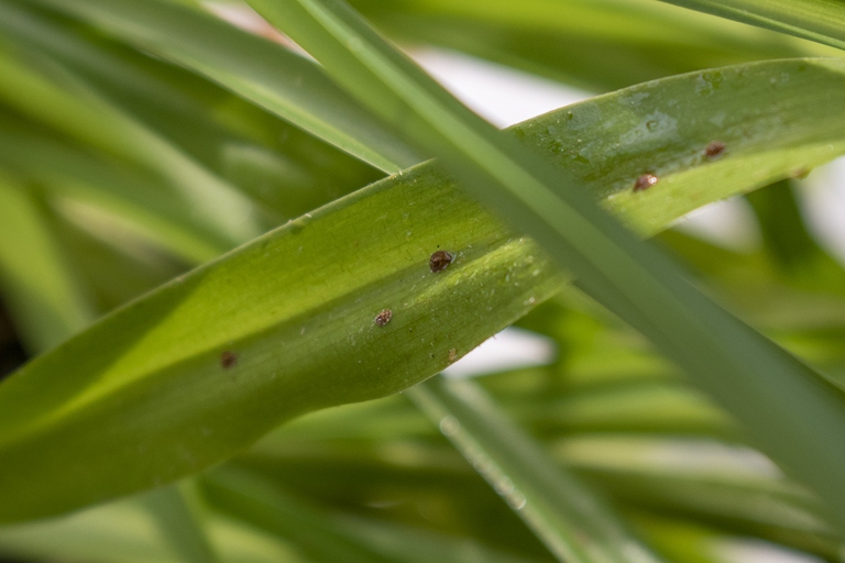To get rid of spider plant bugs, rub them with alcohol.