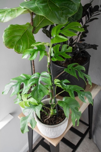 To get rid of thrips on your Monstera, try one of these six methods: spraying the plant with water, using insecticidal soap, applying neem oil, using a horticultural oil, releasing beneficial insects, or using a systemic insecticide.