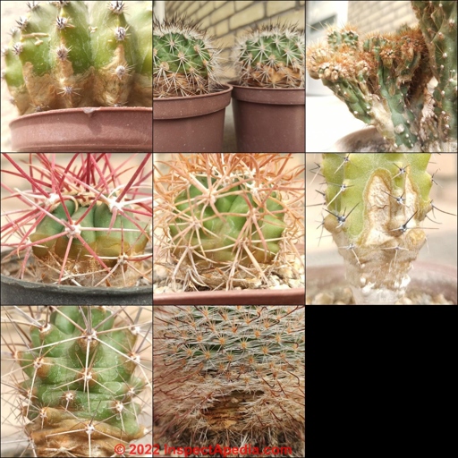 To get rid of white fungus on cactus, you can use a fungicide.